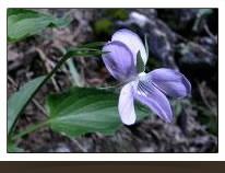 Violette de Jordan espèce endémique du territoire du Verdon
